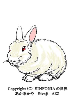大人ウサギ・カラー版
